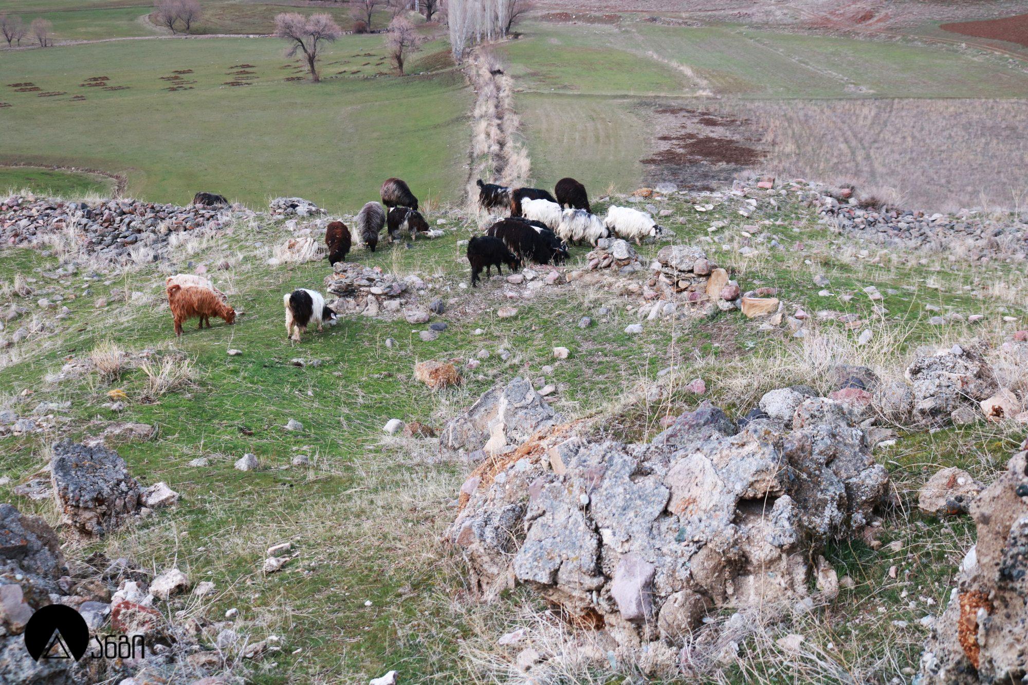 ბანას კათედრალი